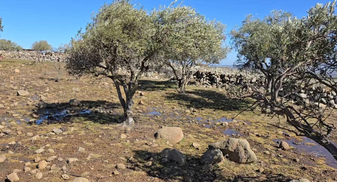 &lsquo;We lost everything&rsquo;: How Israeli herbicides destroyed Quneitra crops and pastures